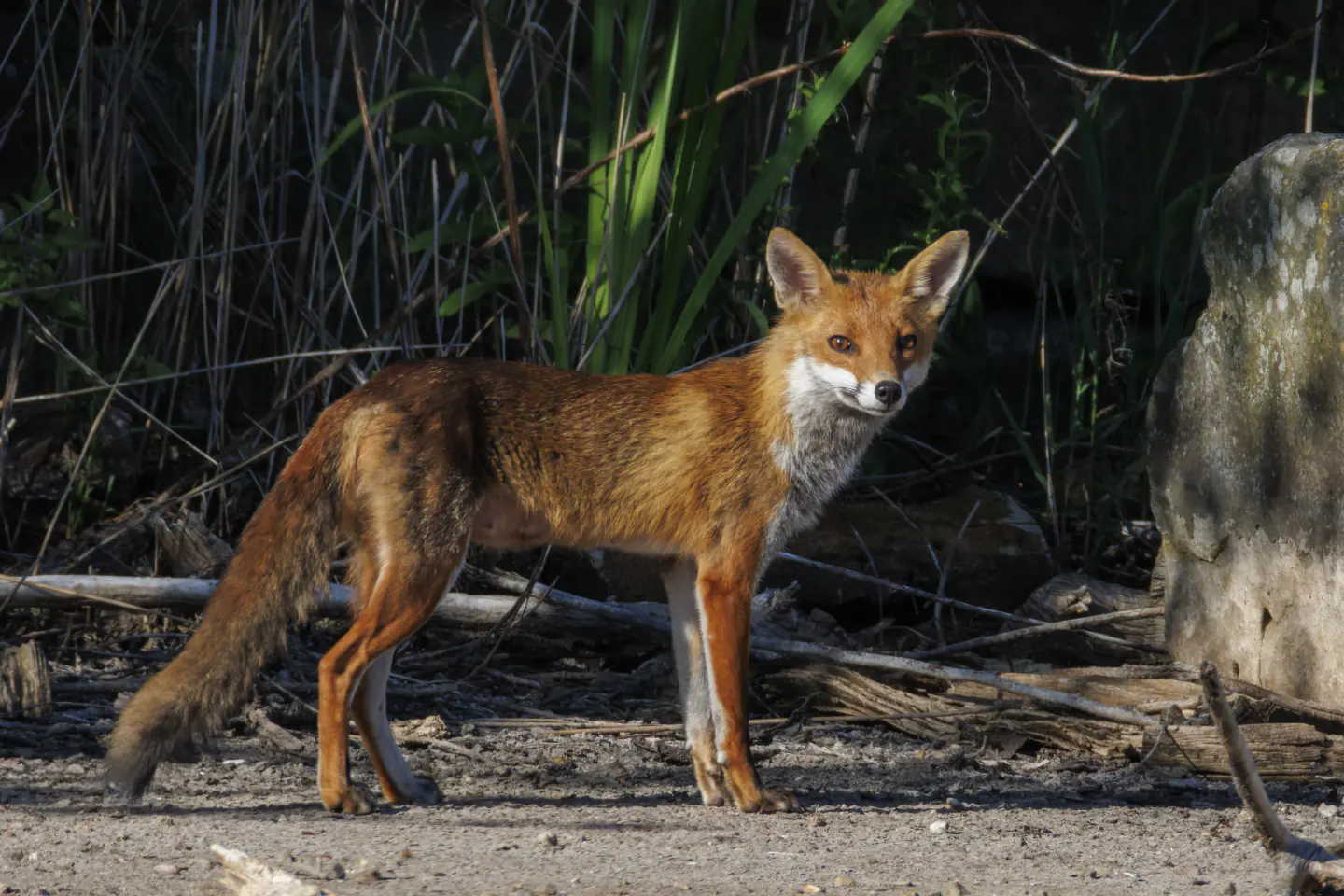 A red fox in low evening light at the edge of a reed bed